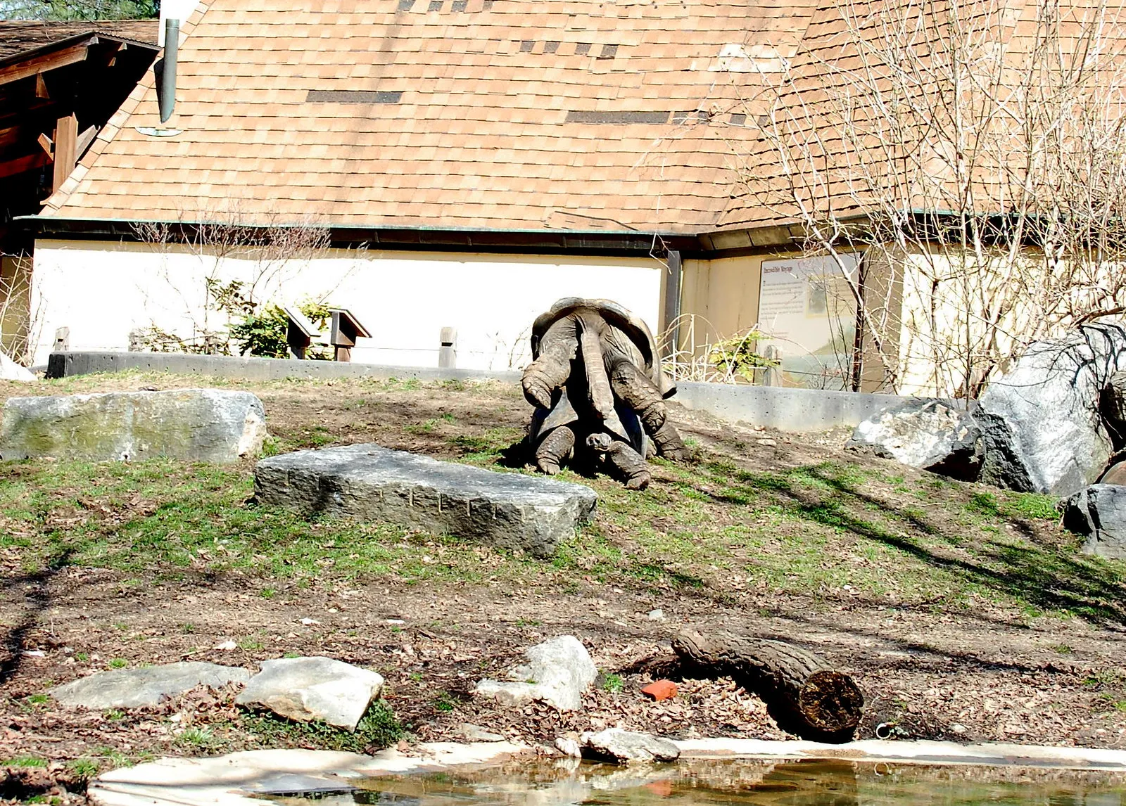 À 97 ans, une tortue géante des Galápagos devient maman pour la première fois ! a 97 ans une tortue geante des galapagos devient maman pour la premiere fois 3 a-97-ans-une-tortue-geante-des-galapagos-devient-maman-pour-la-premiere-fois-3.