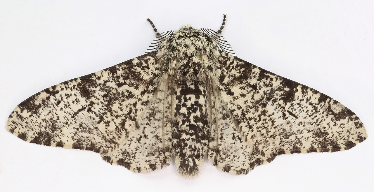 biston betularia phalene bouleau adulte Phalène du bouleau Biston betularia adulte