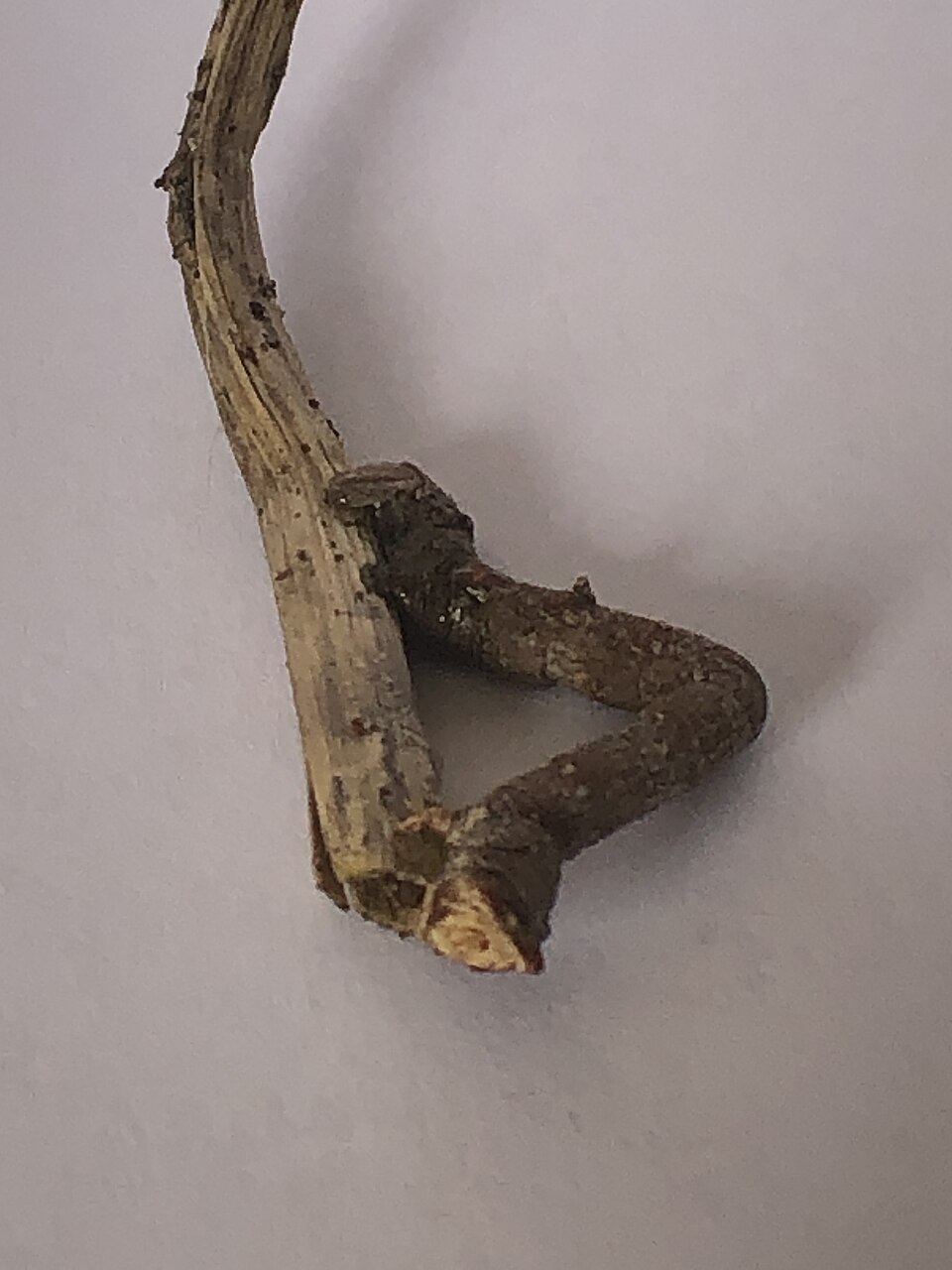 chenille baton biston betularia branche Chenille Biston betularia camouflée sur une branche