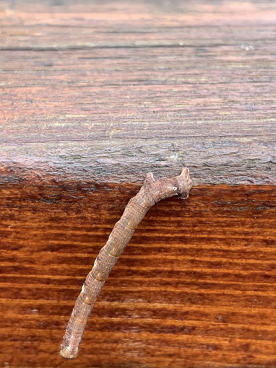 chenille phalene bouleau isere Chenille du phalène du bouleau Biston betularia photographiée en Isère