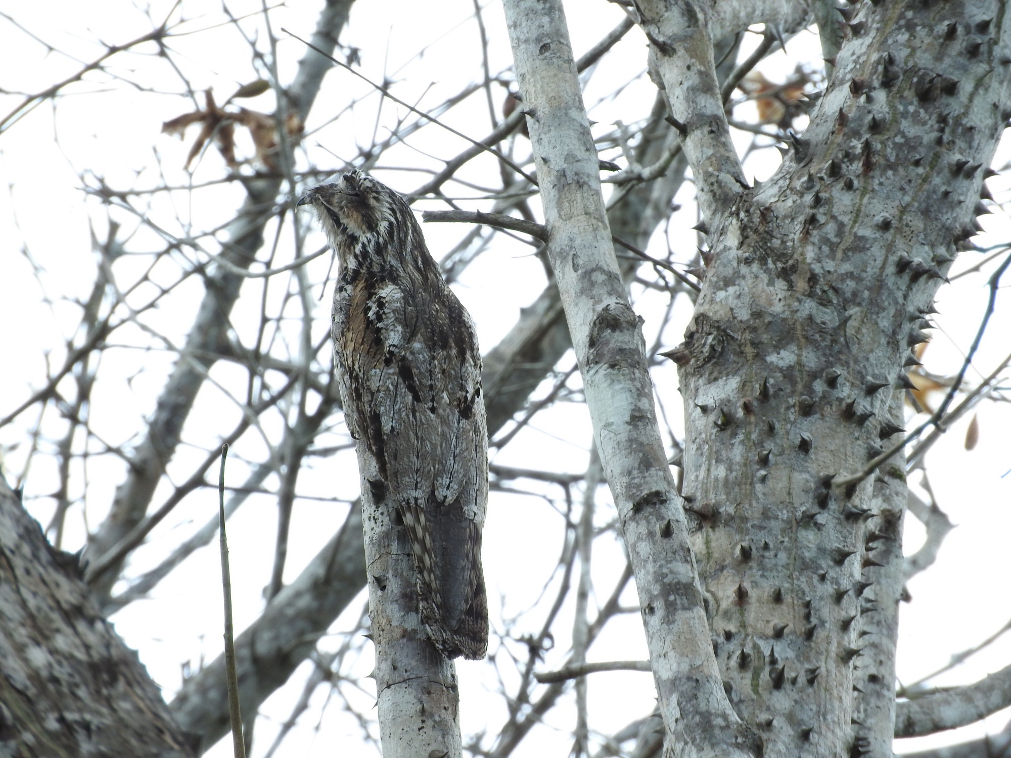 Ibijau gris : l’oiseau fantôme camouflé des forêts tropicales ibijau gris oiseau fantome camoufle des forets tropicales 1 ibijau-gris-oiseau-fantome-camoufle-des-forets-tropicales-1