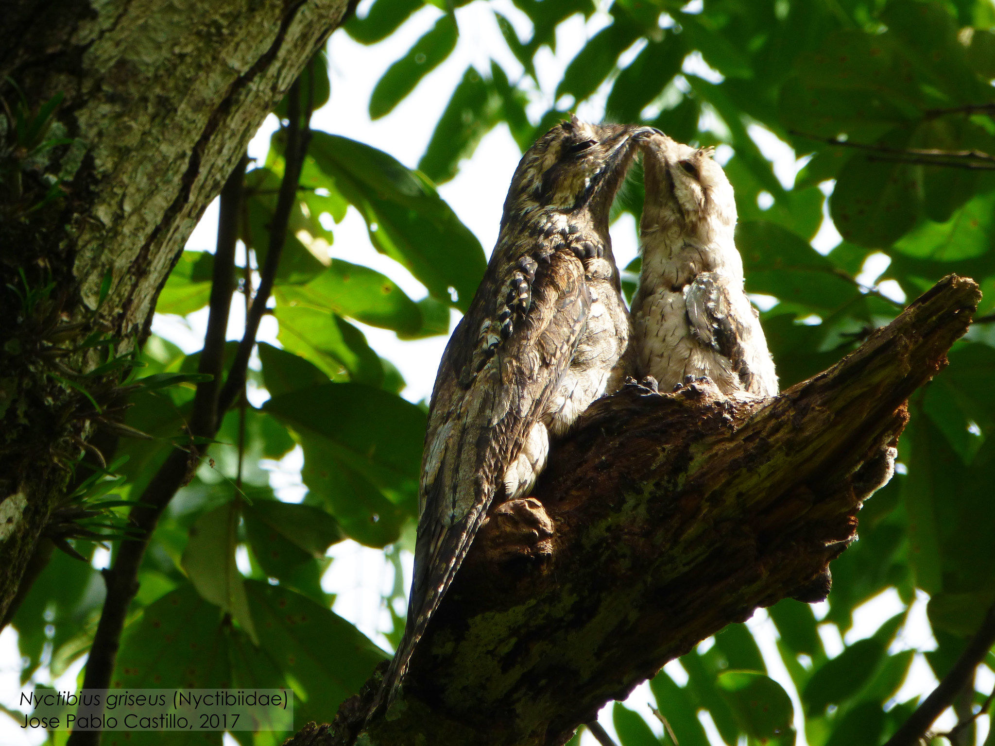 Ibijau gris : l’oiseau fantôme camouflé des forêts tropicales ibijau gris oiseau fantome camoufle des forets tropicales 3 ibijau-gris-oiseau-fantome-camoufle-des-forets-tropicales-3.