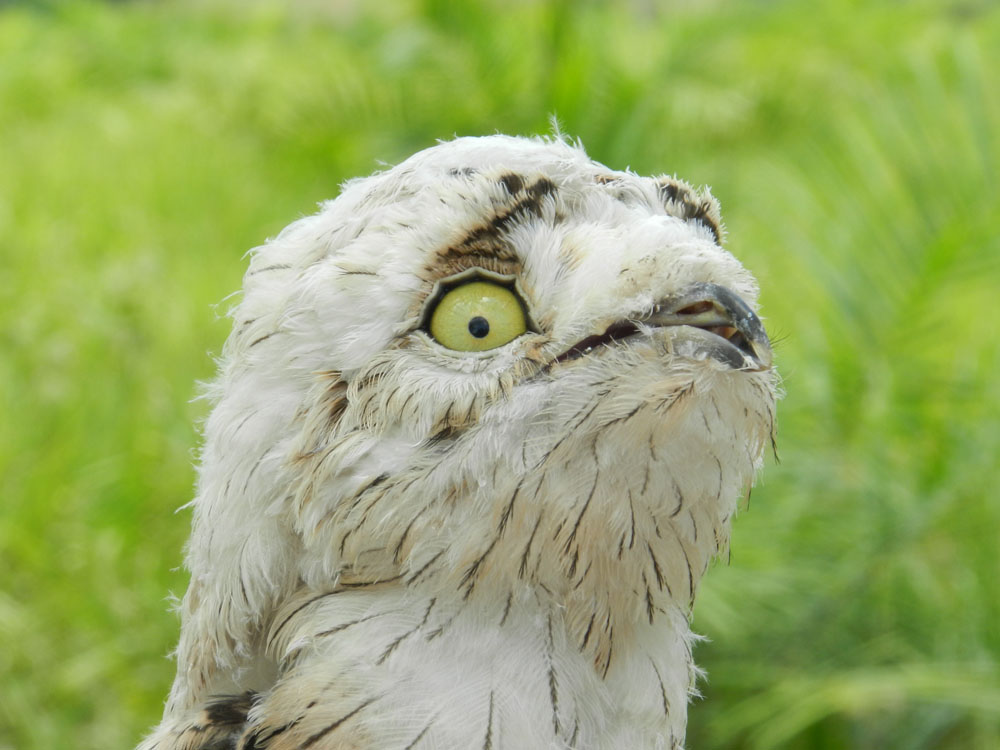 Ibijau gris : l’oiseau fantôme camouflé des forêts tropicales ibijau gris oiseau fantome camoufle des forets tropicales 4 ibijau-gris-oiseau-fantome-camoufle-des-forets-tropicales-4.