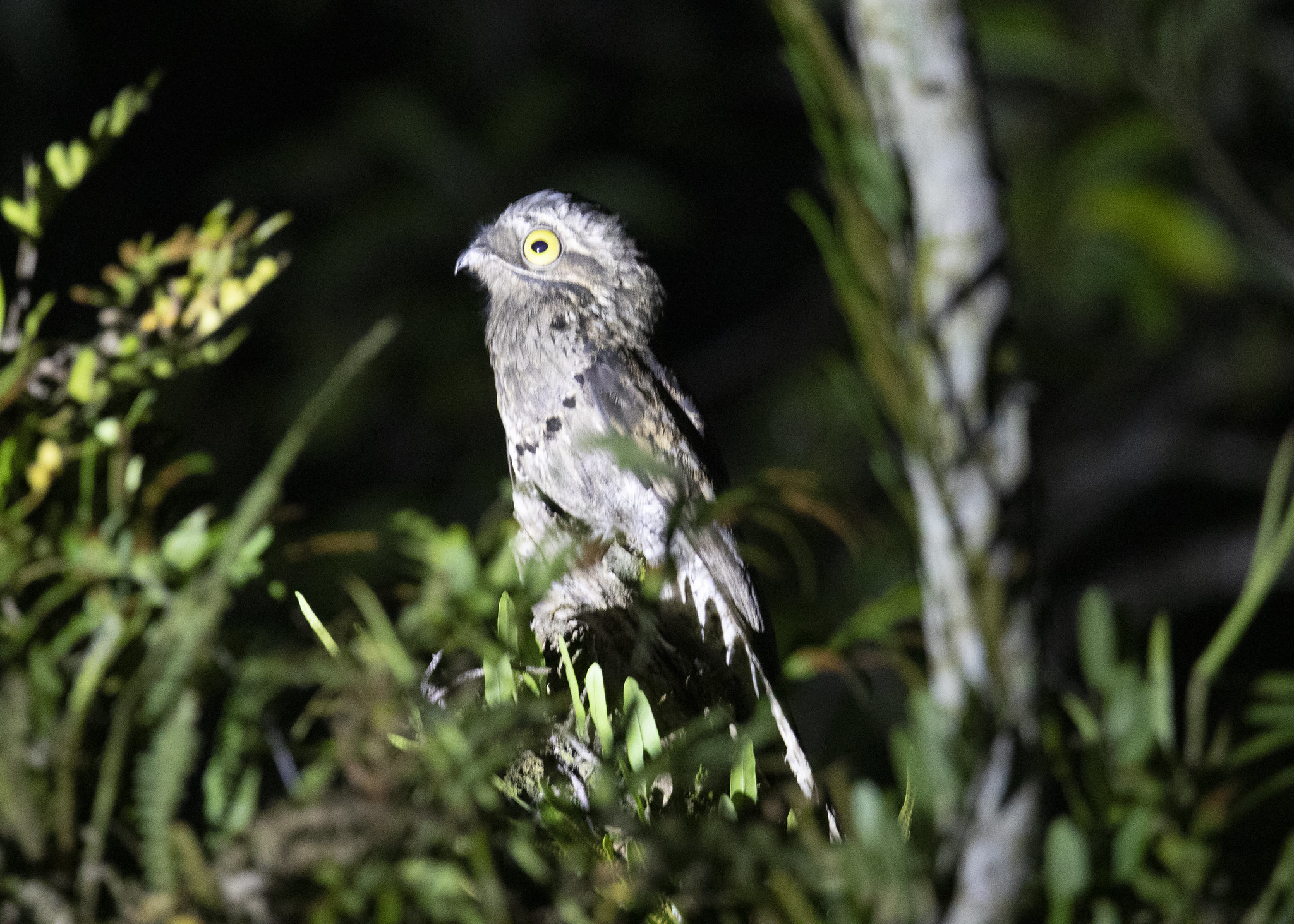 Ibijau gris : l’oiseau fantôme camouflé des forêts tropicales ibijau gris oiseau fantome camoufle des forets tropicales 7 ibijau-gris-oiseau-fantome-camoufle-des-forets-tropicales-7