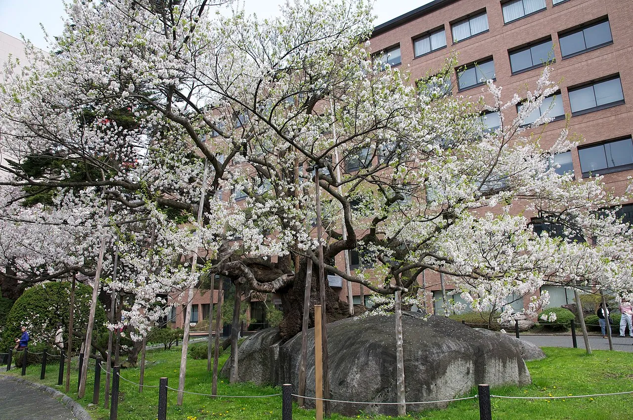 Ishiwari-zakura : le cerisier fendeur de rocher à Morioka ishiwari zakura le cerisier fendeur de rocher a morioka 2 ishiwari-zakura-le-cerisier-fendeur-de-rocher-a-morioka-2