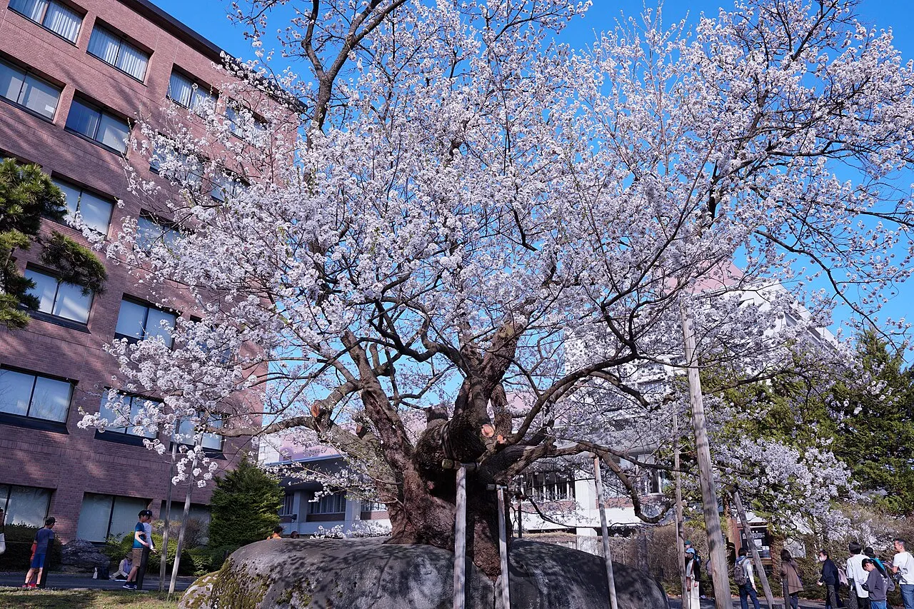 Ishiwari-zakura : le cerisier fendeur de rocher à Morioka ishiwari zakura le cerisier fendeur de rocher a morioka 3 ishiwari-zakura-le-cerisier-fendeur-de-rocher-a-morioka-3