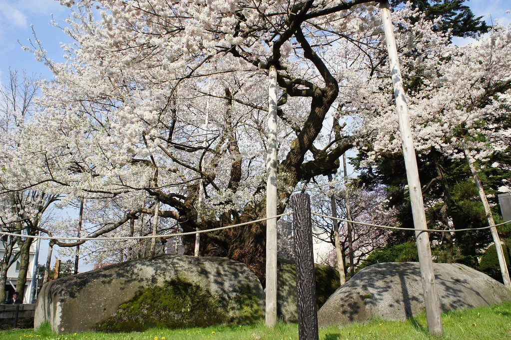 Ishiwari-zakura : le cerisier fendeur de rocher à Morioka ishiwari zakura le cerisier fendeur de rocher a morioka 4 ishiwari-zakura-le-cerisier-fendeur-de-rocher-a-morioka-4