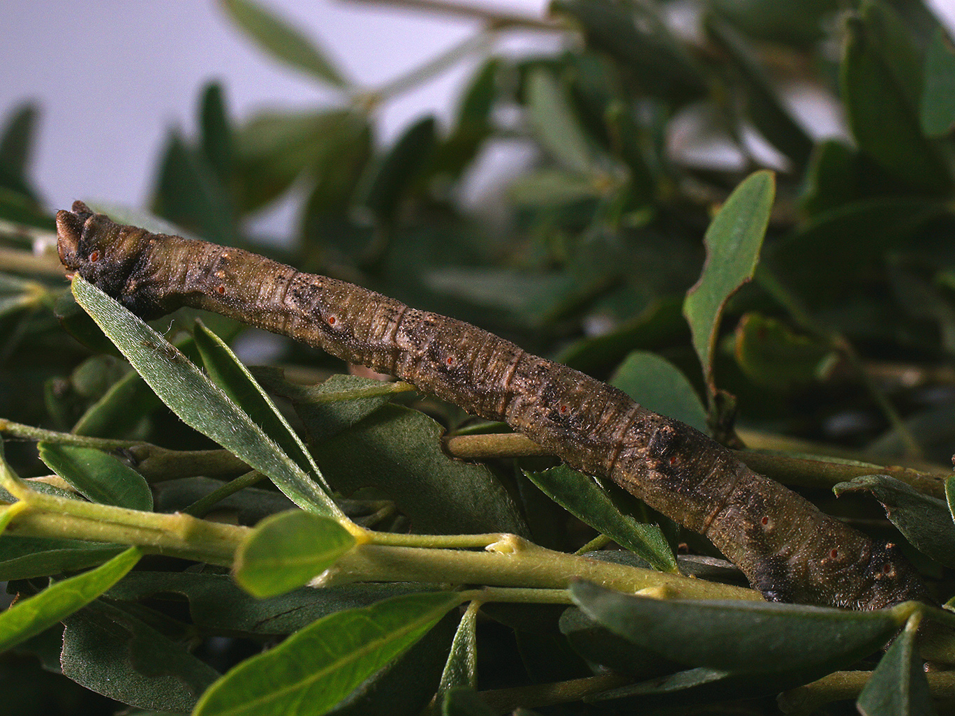 La chenille-bâton : maître du camouflage en branche la chenille baton maitre du camouflage en branche 1 la-chenille-baton-maitre-du-camouflage-en-branche-1