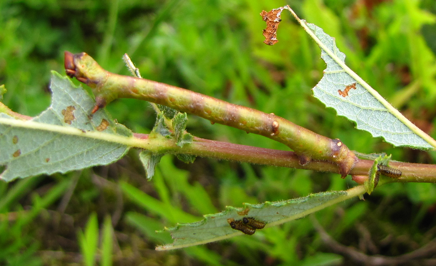 La chenille-bâton : maître du camouflage en branche la chenille baton maitre du camouflage en branche 3 la-chenille-baton-maitre-du-camouflage-en-branche-3