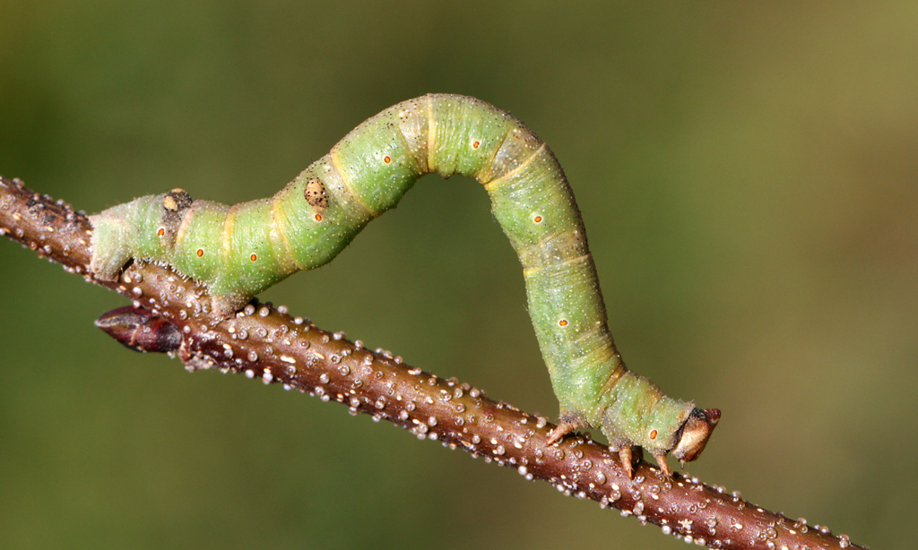 La chenille-bâton : maître du camouflage en branche la chenille baton maitre du camouflage en branche 6 la-chenille-baton-maitre-du-camouflage-en-branche-6