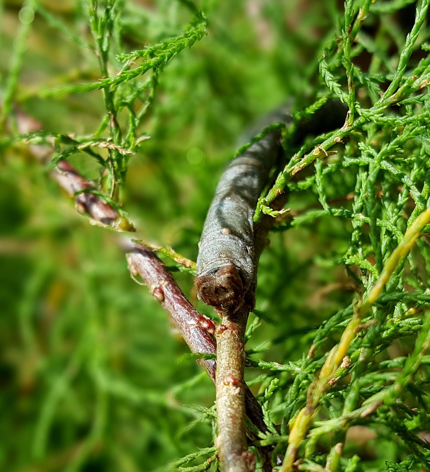 La chenille-bâton : maître du camouflage en branche la chenille baton maitre du camouflage en branche 8 la-chenille-baton-maitre-du-camouflage-en-branche-8