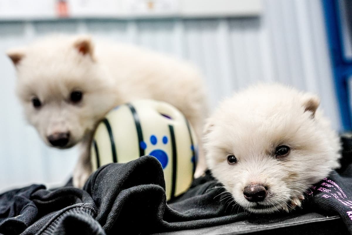 Le retour du loup géant: quand la science ressuscite les créatures du passé (et de Game of Thrones) le retour du loup geant quand la science ressuscite les creatures du passe et de game of thrones 1 le-retour-du-loup-geant-quand-la-science-ressuscite-les-creatures-du-passe-et-de-game-of-thrones-1
