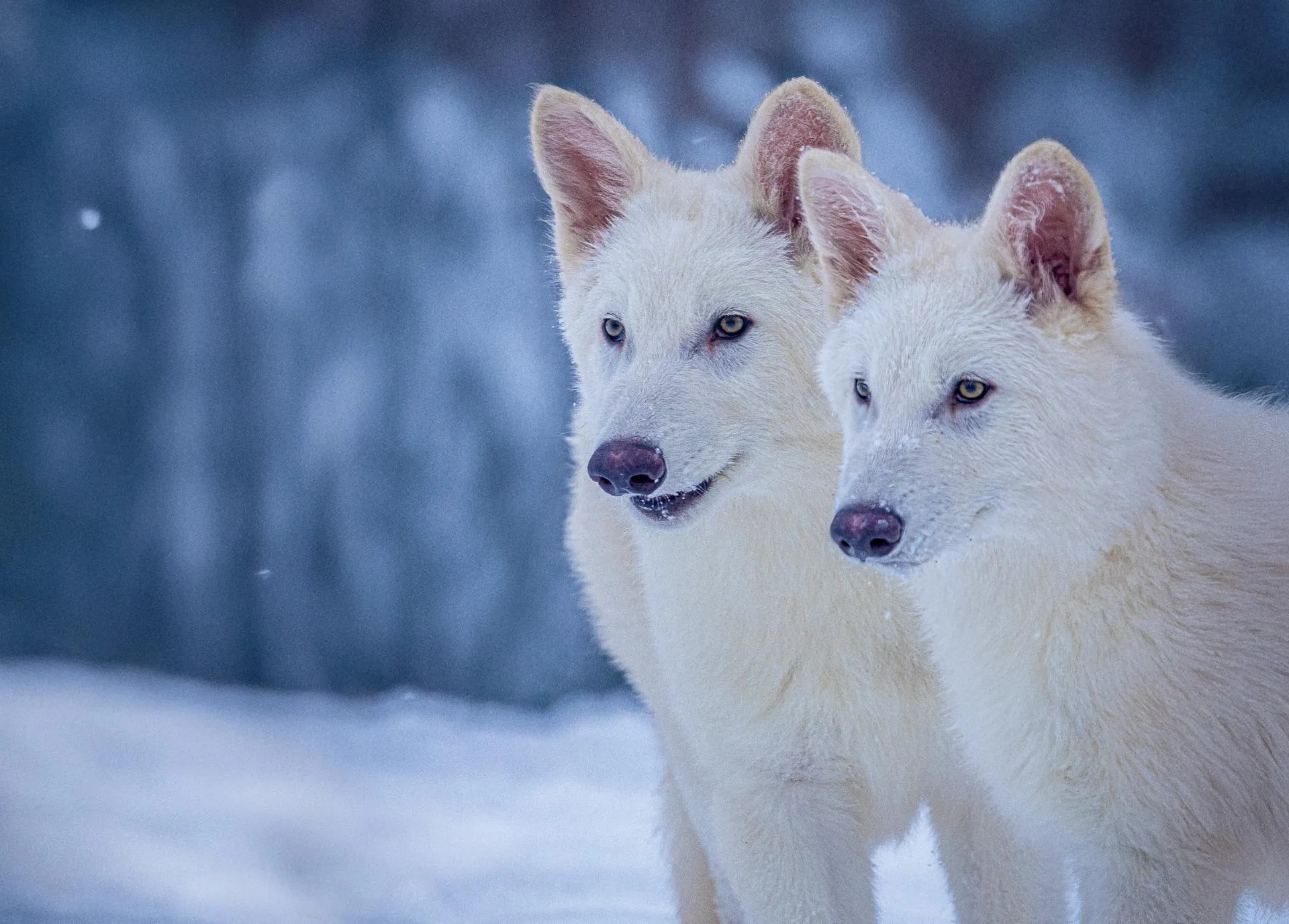 Le retour du loup géant: quand la science ressuscite les créatures du passé (et de Game of Thrones) le retour du loup geant quand la science ressuscite les creatures du passe et de game of thrones 3 le-retour-du-loup-geant-quand-la-science-ressuscite-les-creatures-du-passe-et-de-game-of-thrones-3.