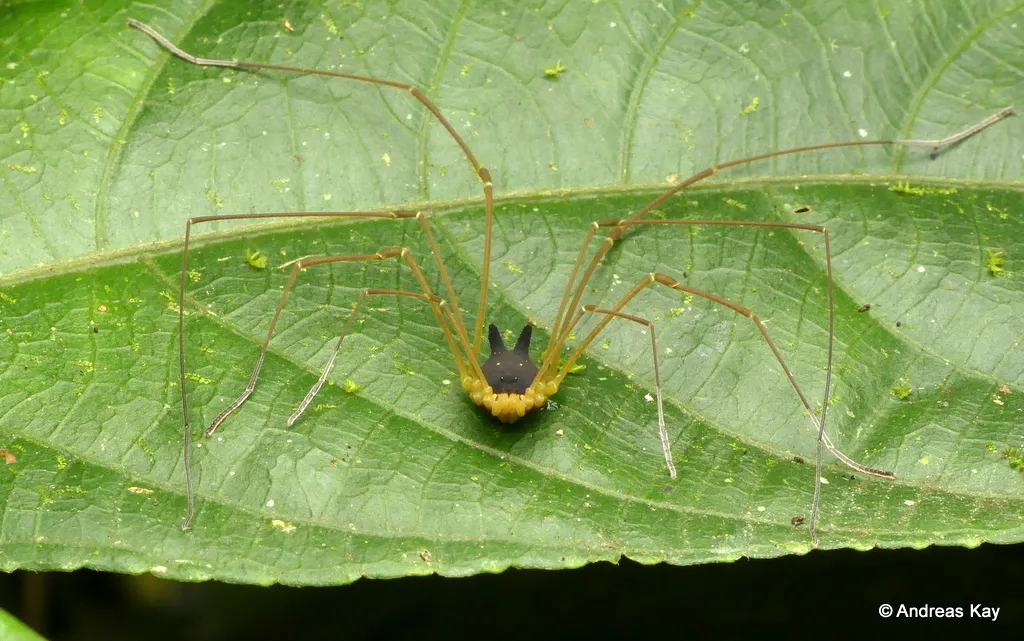 Metagryne bicolumnata : l’arachnide à tête de loup (ou de lapin) metagryne bicolumnata larachnide a la tete de loup ou de lapin 5 metagryne-bicolumnata-larachnide-a-la-tete-de-loup-ou-de-lapin-5