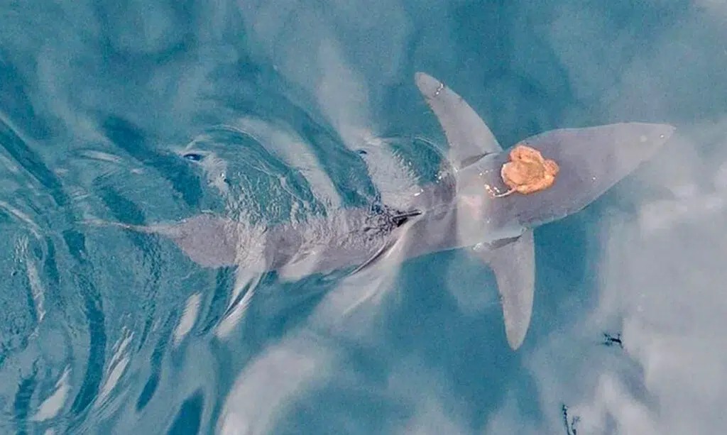 Sharktopus : le poulpe qui chevauchait un requin, vrai cowboy du Pacifique sharktopus le poulpe qui chevauchait un requin vrai cowboy du pacifique sharktopus-le-poulpe-qui-chevauchait-un-requin-vrai-cowboy-du-pacifique