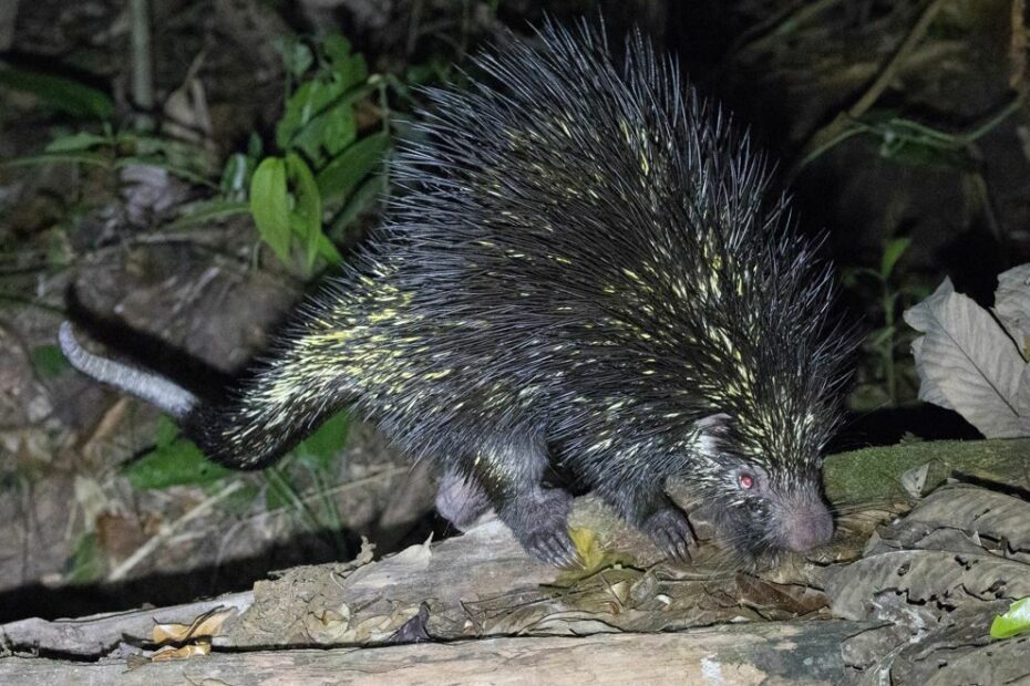 Le coendou : le porc-épic acrobate des forêts d’Amérique du Sud coendou bicolor porc epic perou Coendou bicolor, porc-épic arboricole photographié au Pérou