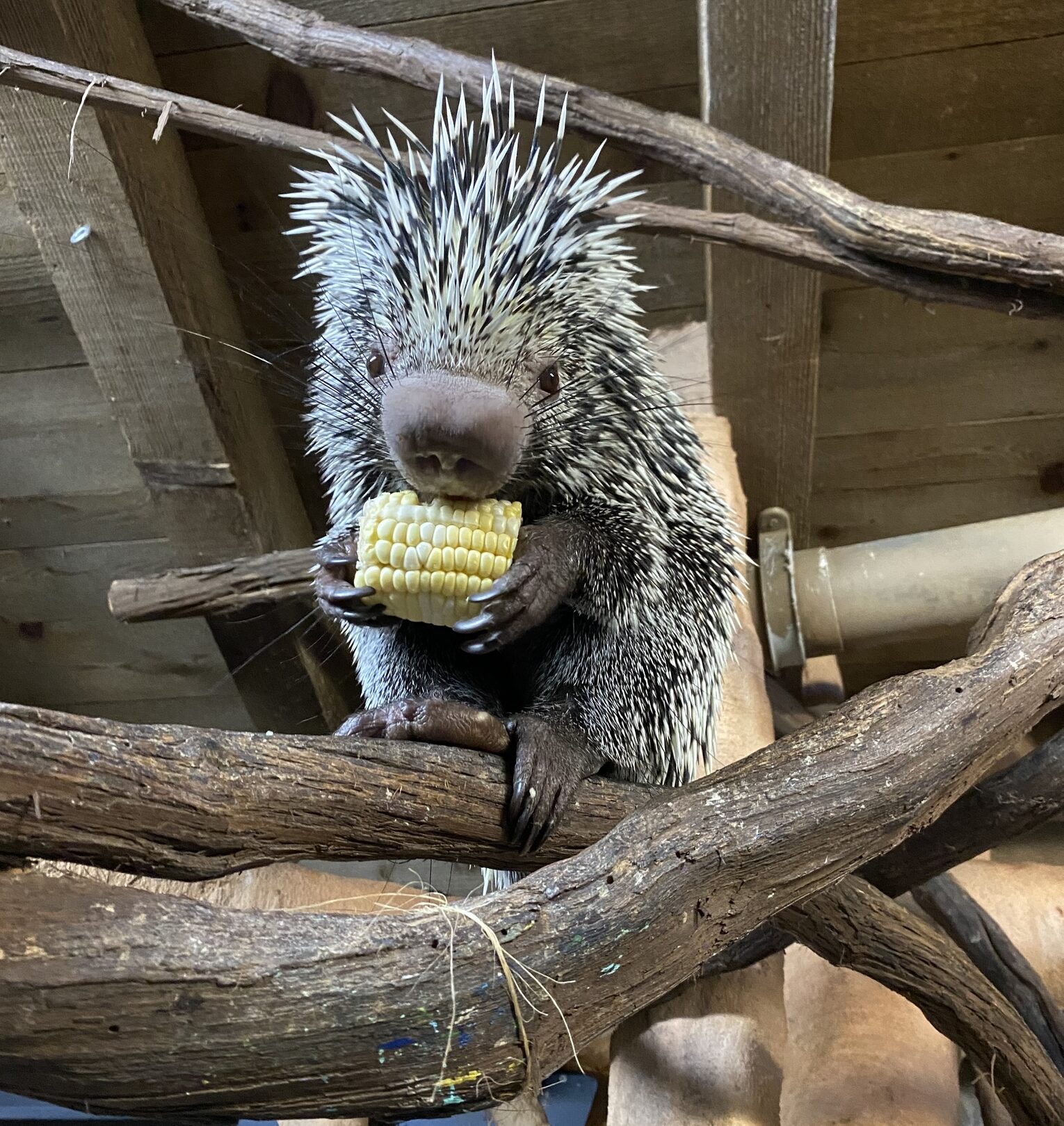 Le coendou : le porc-épic acrobate des forêts d’Amérique du Sud coendou porc epic prehensile arboricole 1 e1747667471138 coendou-porc-epic-prehensile-arboricole-1