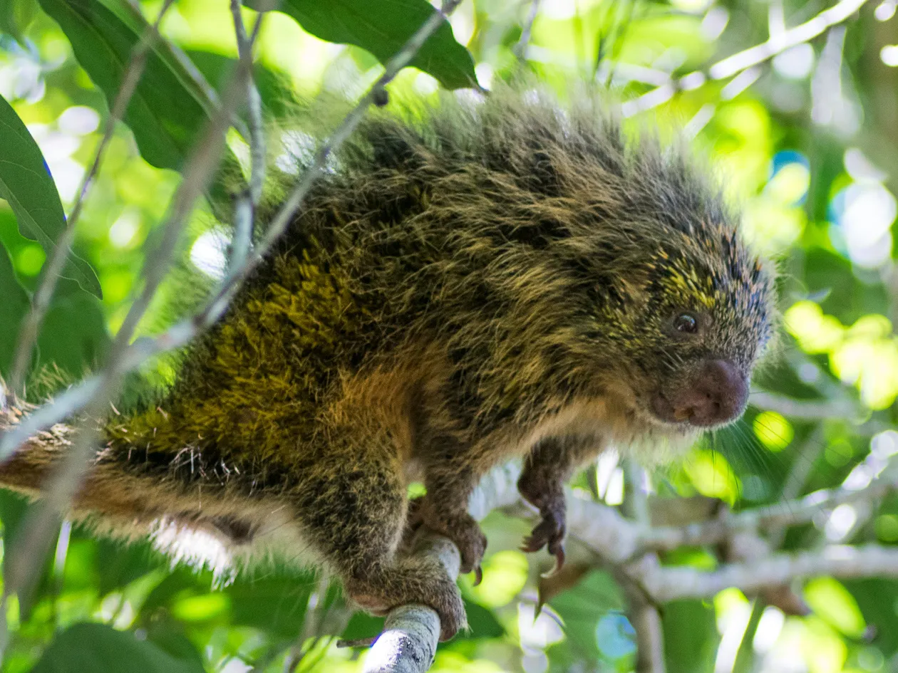 Le coendou : le porc-épic acrobate des forêts d’Amérique du Sud coendou porc epic prehensile arboricole 2 coendou-porc-epic-prehensile-arboricole-2