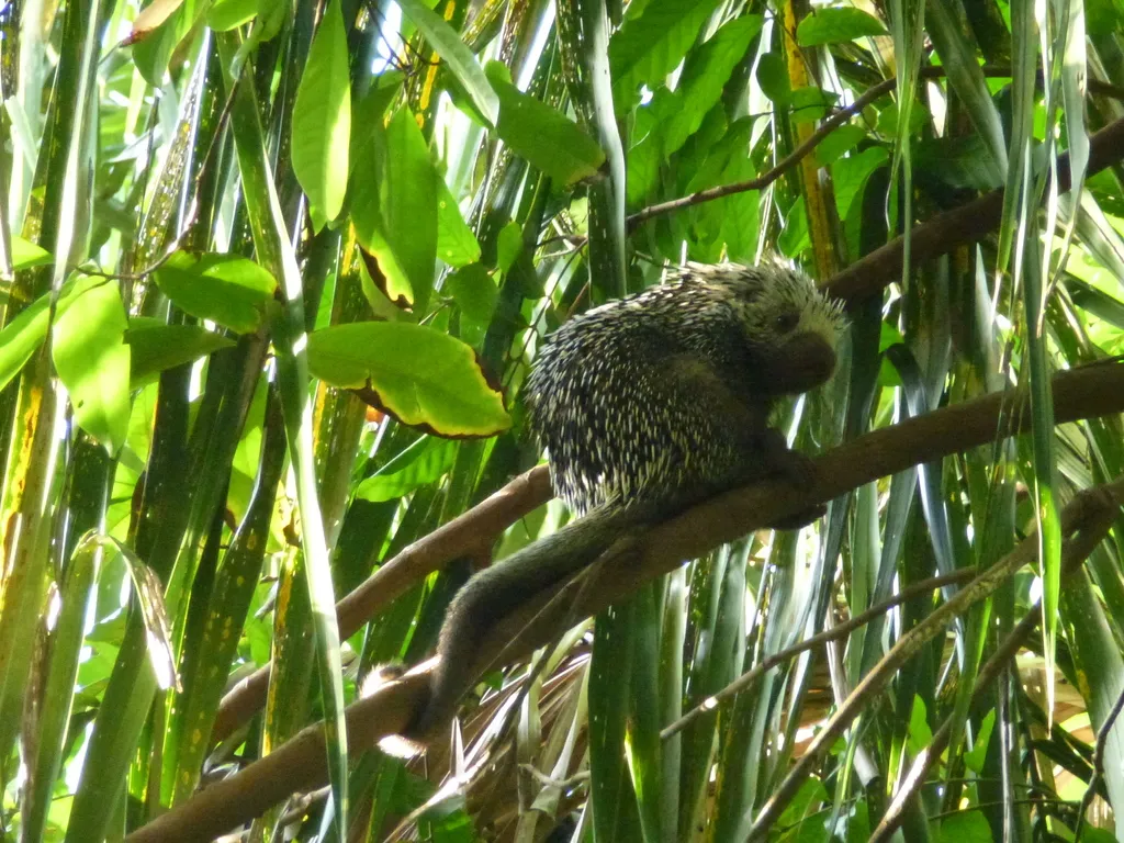 Le coendou : le porc-épic acrobate des forêts d’Amérique du Sud coendou porc epic prehensile arboricole 3 coendou-porc-epic-prehensile-arboricole-3