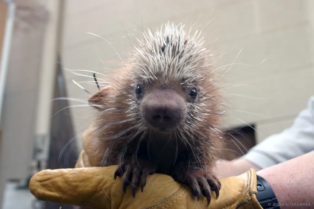 Le coendou : le porc-épic acrobate des forêts d’Amérique du Sud coendou porc epic prehensile arboricole 5 coendou-porc-epic-prehensile-arboricole-5