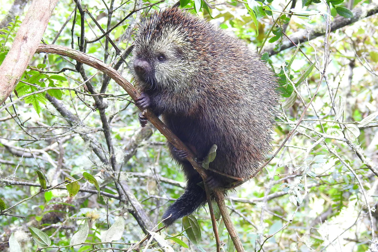 Le coendou : le porc-épic acrobate des forêts d’Amérique du Sud coendou porc epic prehensile arboricole 7 coendou-porc-epic-prehensile-arboricole-7