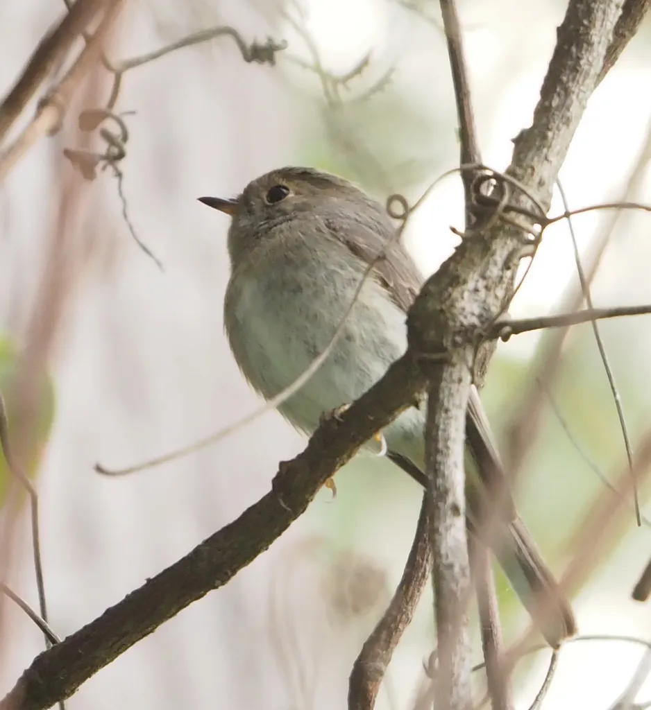 Le Miro rosé, Rose Robin, oiseau aux couleurs de bonbon le miro rose rose robin oiseau aux couleurs de bonbon 3 le-miro-rose-rose-robin-oiseau-aux-couleurs-de-bonbon-3