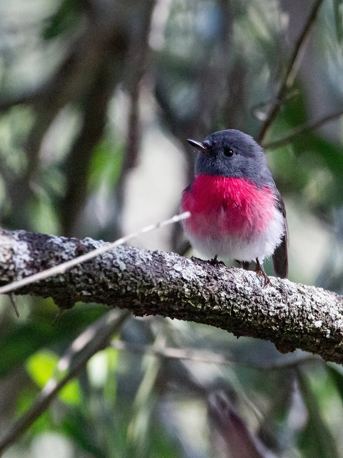 Le Miro rosé, Rose Robin, oiseau aux couleurs de bonbon le miro rose rose robin oiseau aux couleurs de bonbon 4 le-miro-rose-rose-robin-oiseau-aux-couleurs-de-bonbon-4