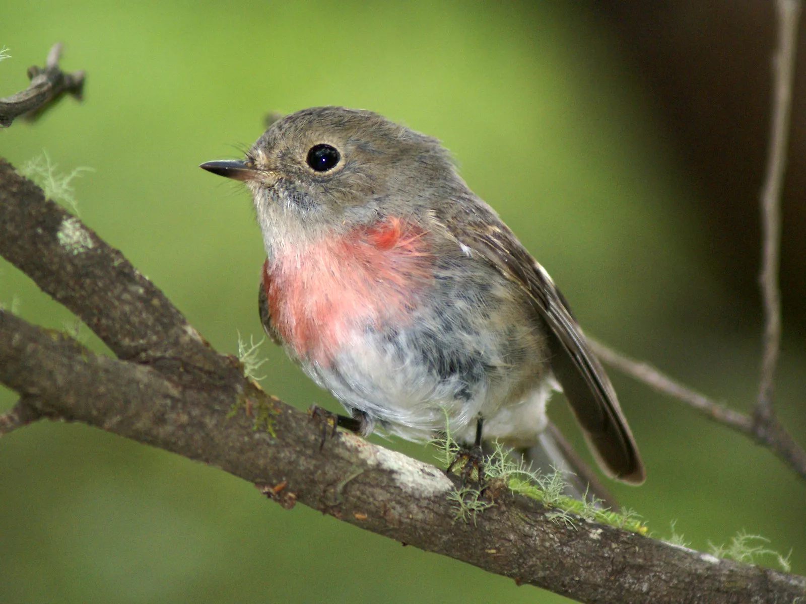 Le Miro rosé, Rose Robin, oiseau aux couleurs de bonbon le miro rose rose robin oiseau aux couleurs de bonbon 5 le-miro-rose-rose-robin-oiseau-aux-couleurs-de-bonbon-5