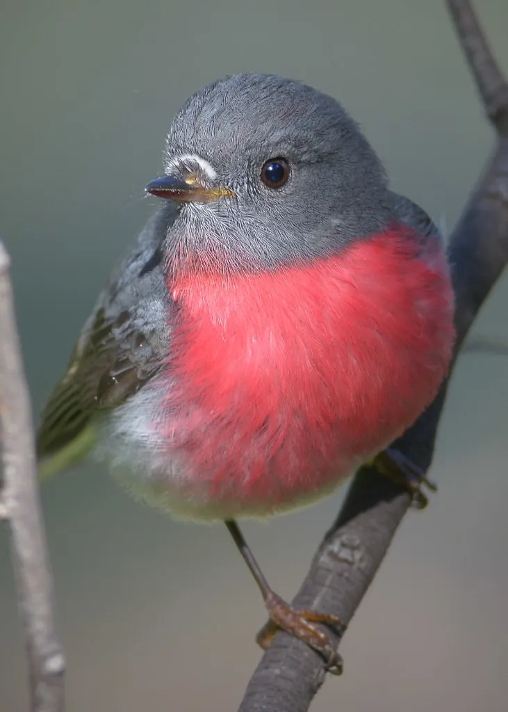 Le Miro rosé, Rose Robin, oiseau aux couleurs de bonbon le miro rose rose robin oiseau aux couleurs de bonbon 6 le-miro-rose-rose-robin-oiseau-aux-couleurs-de-bonbon-6