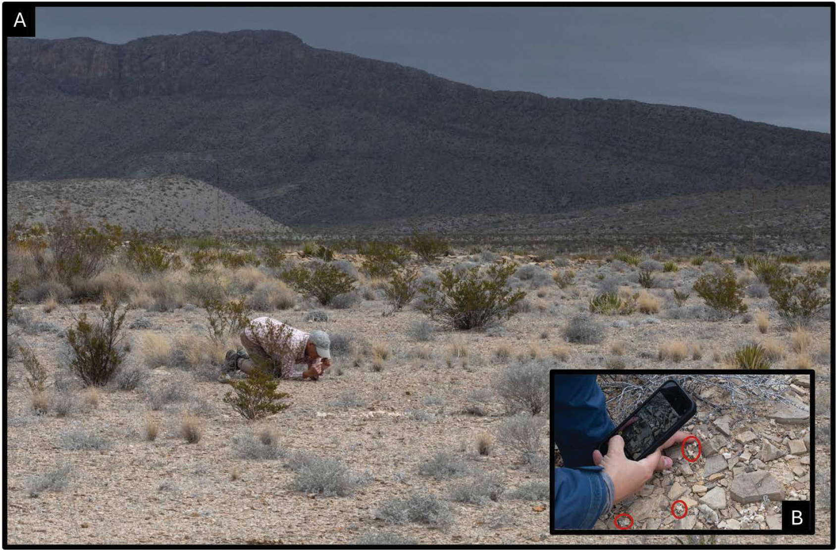 Le "Woolly Devil", diable laineux : une nouvelle plante velue découverte au Texas le woolly devil diable laineux une nouvelle plante velue decouverte au texas 2 le-woolly-devil-diable-laineux-une-nouvelle-plante-velue-decouverte-au-texas-2