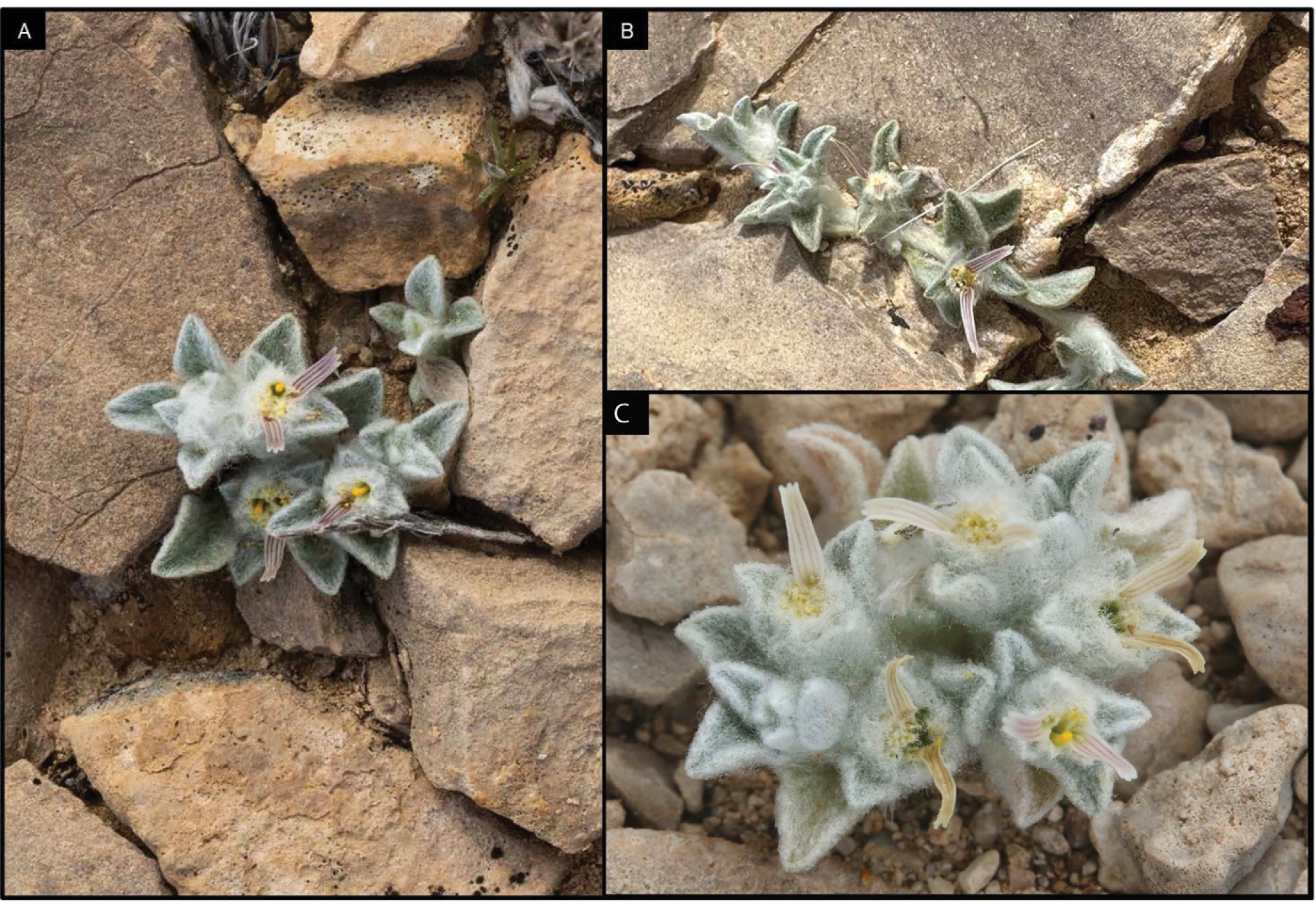 Le "Woolly Devil", diable laineux : une nouvelle plante velue découverte au Texas le woolly devil diable laineux une nouvelle plante velue decouverte au texas 3 le-woolly-devil-diable-laineux-une-nouvelle-plante-velue-decouverte-au-texas-3