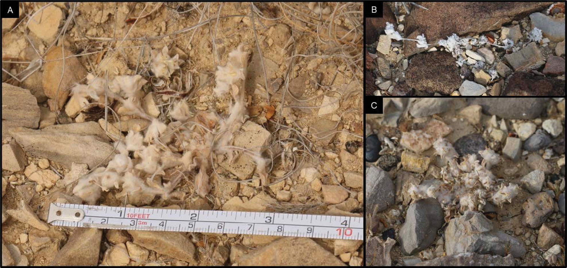 Le "Woolly Devil", diable laineux : une nouvelle plante velue découverte au Texas le woolly devil diable laineux une nouvelle plante velue decouverte au texas 4 le-woolly-devil-diable-laineux-une-nouvelle-plante-velue-decouverte-au-texas-4