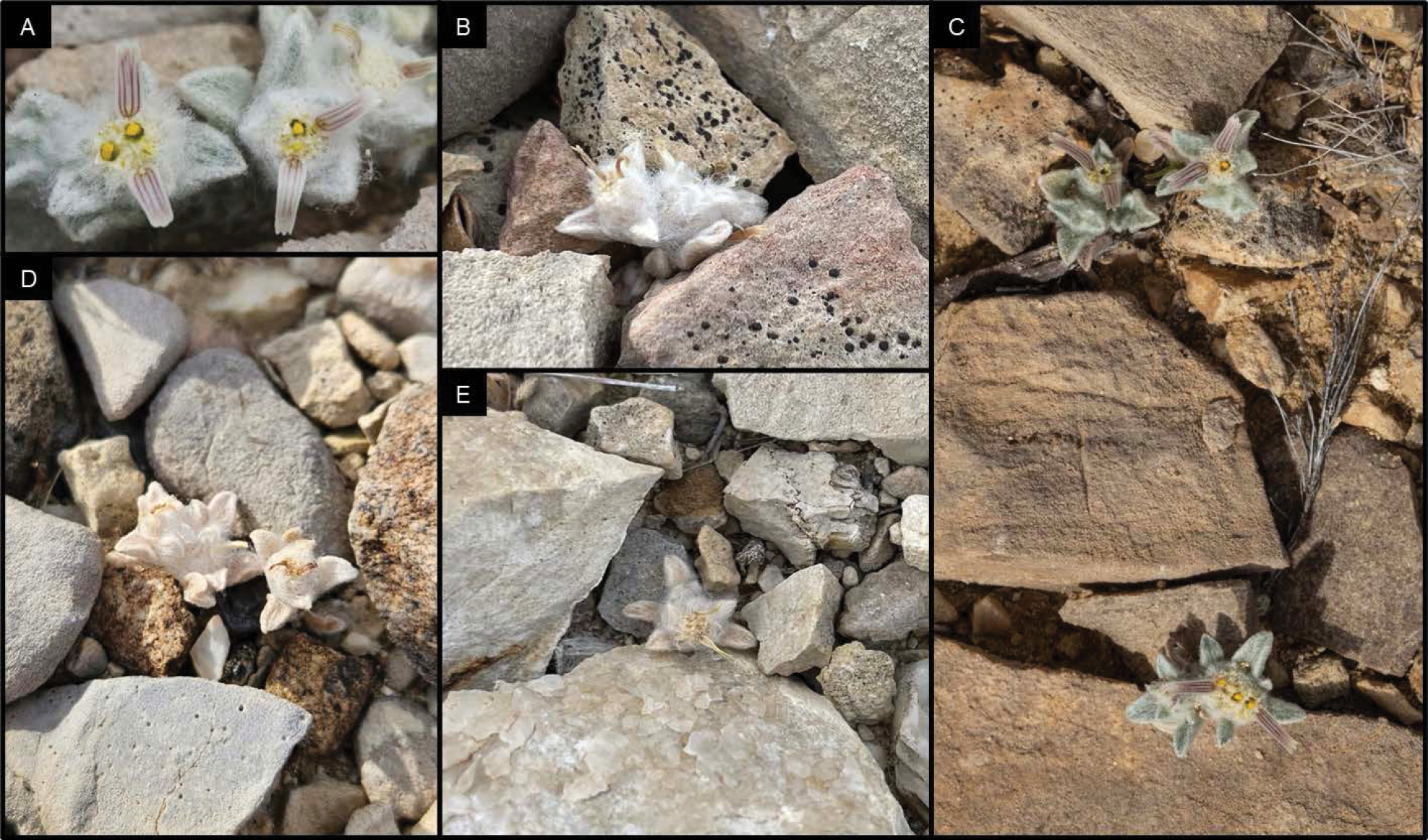 Le "Woolly Devil", diable laineux : une nouvelle plante velue découverte au Texas le woolly devil diable laineux une nouvelle plante velue decouverte au texas 5 le-woolly-devil-diable-laineux-une-nouvelle-plante-velue-decouverte-au-texas-5