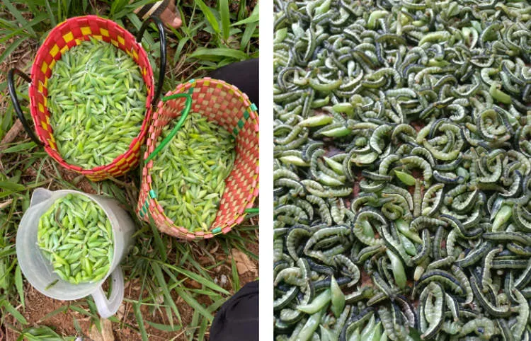 Les chenilles de Cassia sautées : délicatesse insolite du Vietnam qui fait frissonner (et saliver) les chenilles de cassia sautees delicatesse insolite du vietnam qui fait frissonner et saliver 2 les-chenilles-de-cassia-sautees-delicatesse-insolite-du-vietnam-qui-fait-frissonner-et-saliver-2