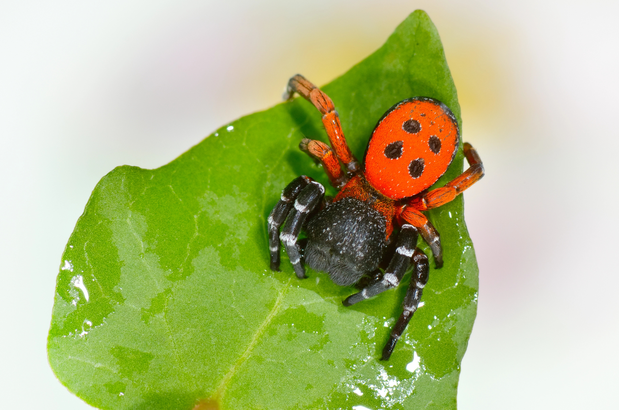 Érèse Sandalion : l’araignée coccinelle aussi belle que rare eresus sandaliatus araignee coccinelle 1 eresus-sandaliatus-araignee-coccinelle-1