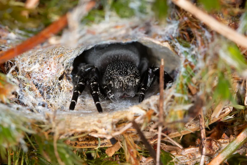 Érèse Sandalion : l’araignée coccinelle aussi belle que rare eresus sandaliatus araignee coccinelle 3 eresus-sandaliatus-araignee-coccinelle-3