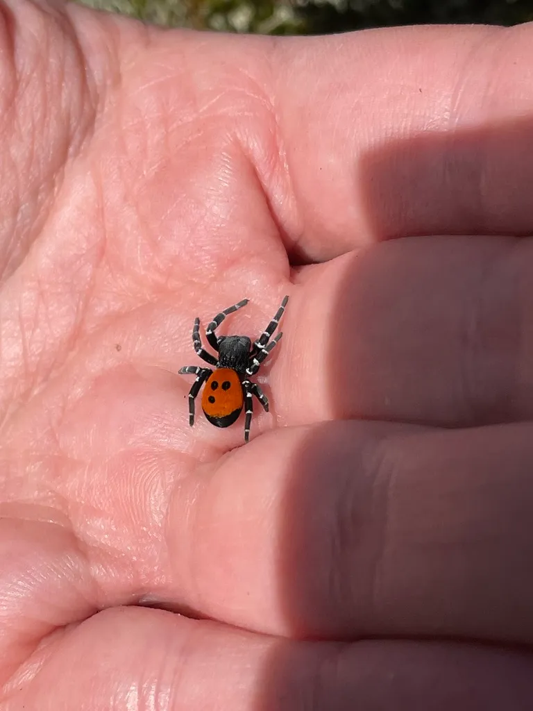 Érèse Sandalion : l’araignée coccinelle aussi belle que rare eresus sandaliatus araignee coccinelle 4 eresus-sandaliatus-araignee-coccinelle-4