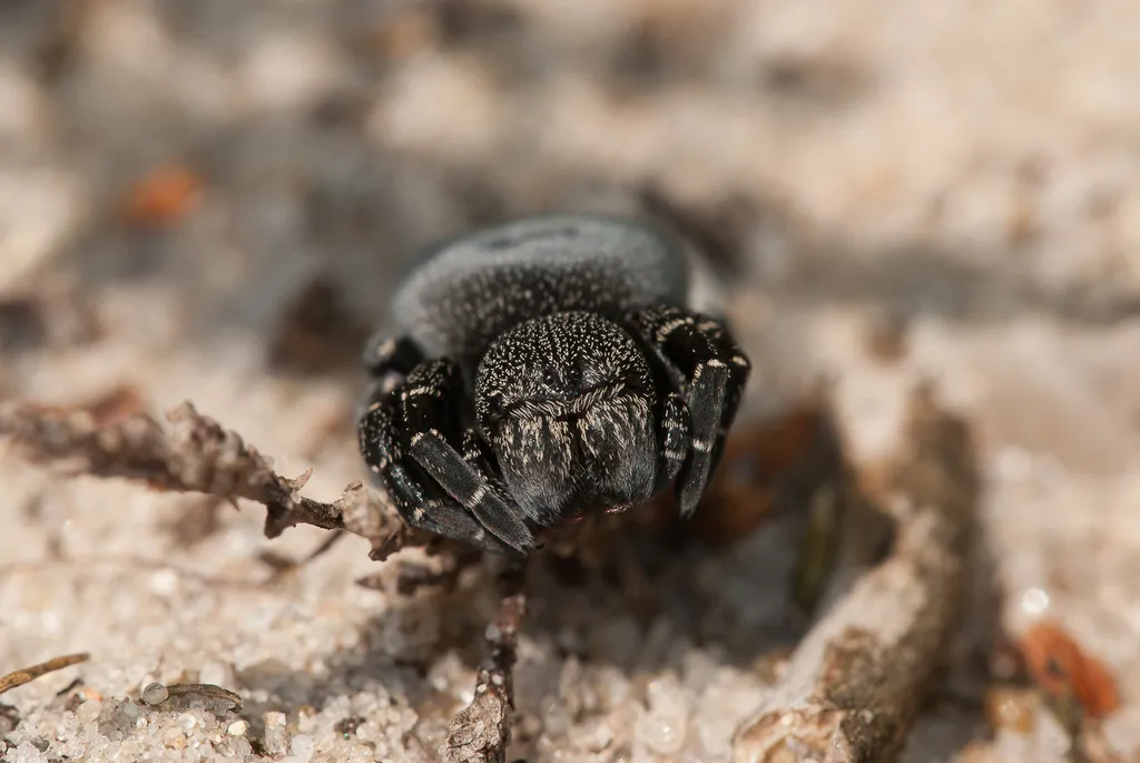 Érèse Sandalion : l’araignée coccinelle aussi belle que rare eresus sandaliatus araignee coccinelle 5 eresus-sandaliatus-araignee-coccinelle-5.