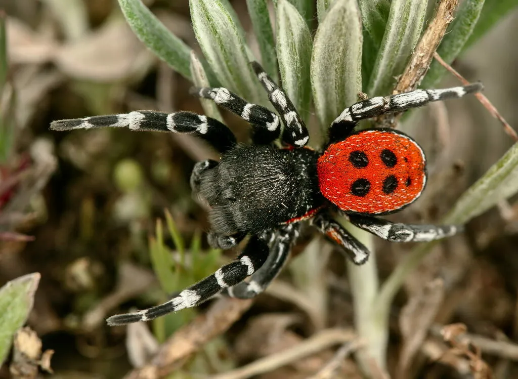 Érèse Sandalion : l’araignée coccinelle aussi belle que rare eresus sandaliatus araignee coccinelle 6 eresus-sandaliatus-araignee-coccinelle-6