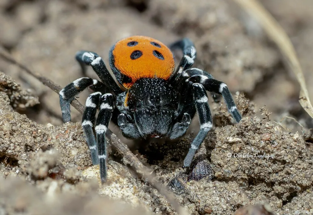 Érèse Sandalion : l’araignée coccinelle aussi belle que rare eresus sandaliatus araignee coccinelle 7 eresus-sandaliatus-araignee-coccinelle-7.