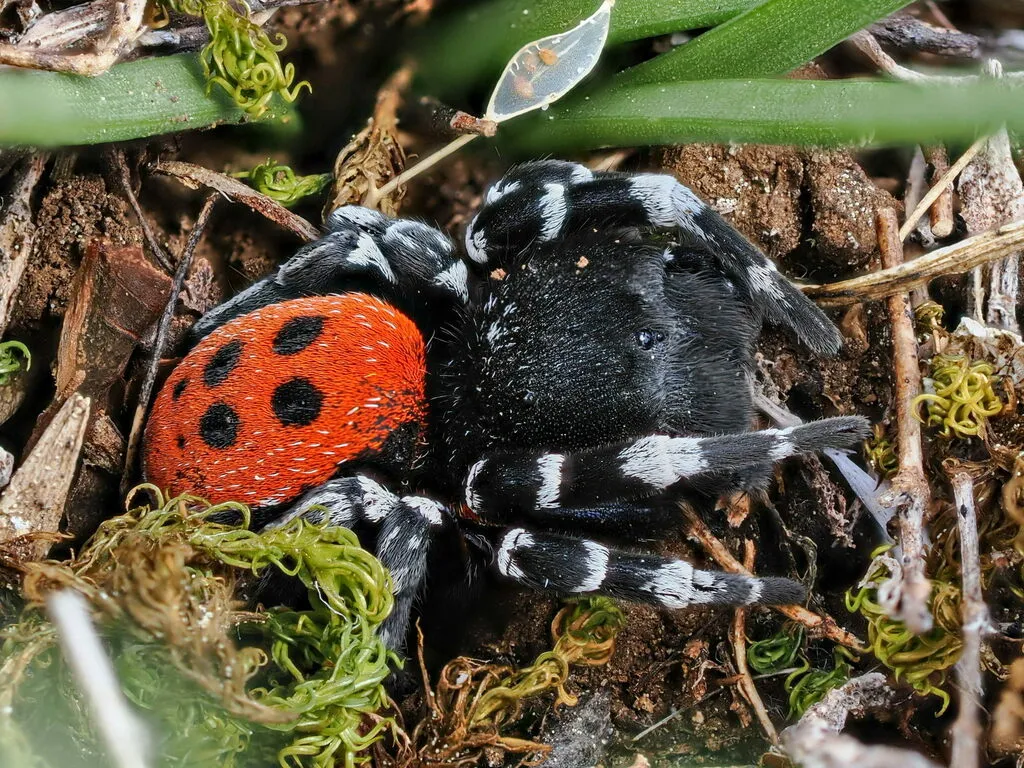 Érèse Sandalion : l’araignée coccinelle aussi belle que rare eresus sandaliatus araignee coccinelle 8 eresus-sandaliatus-araignee-coccinelle-8