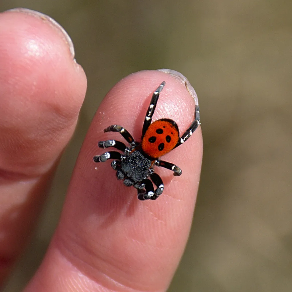 Érèse Sandalion : l’araignée coccinelle aussi belle que rare eresus sandaliatus araignee coccinelle 9 eresus-sandaliatus-araignee-coccinelle-9