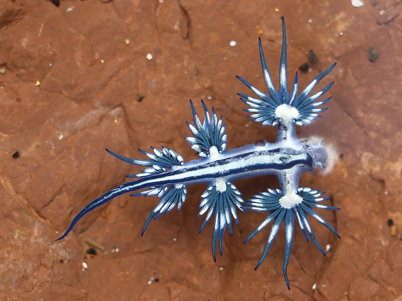 Glaucus atlanticus, le fantastique dragon bleu des océans glaucus atlanticus le fantastique dragon bleu des oceans 2 glaucus-atlanticus-le-fantastique-dragon-bleu-des-oceans-2