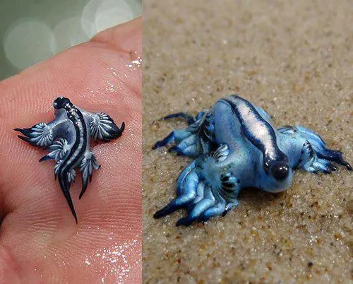 Glaucus atlanticus, le fantastique dragon bleu des océans glaucus atlanticus le fantastique dragon bleu des oceans 3 glaucus-atlanticus-le-fantastique-dragon-bleu-des-oceans-3