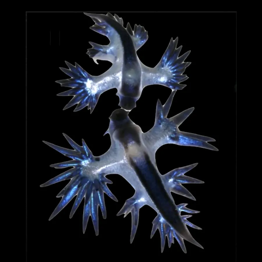 Glaucus atlanticus, le fantastique dragon bleu des océans glaucus atlanticus le fantastique dragon bleu des oceans 5 glaucus-atlanticus-le-fantastique-dragon-bleu-des-oceans-5