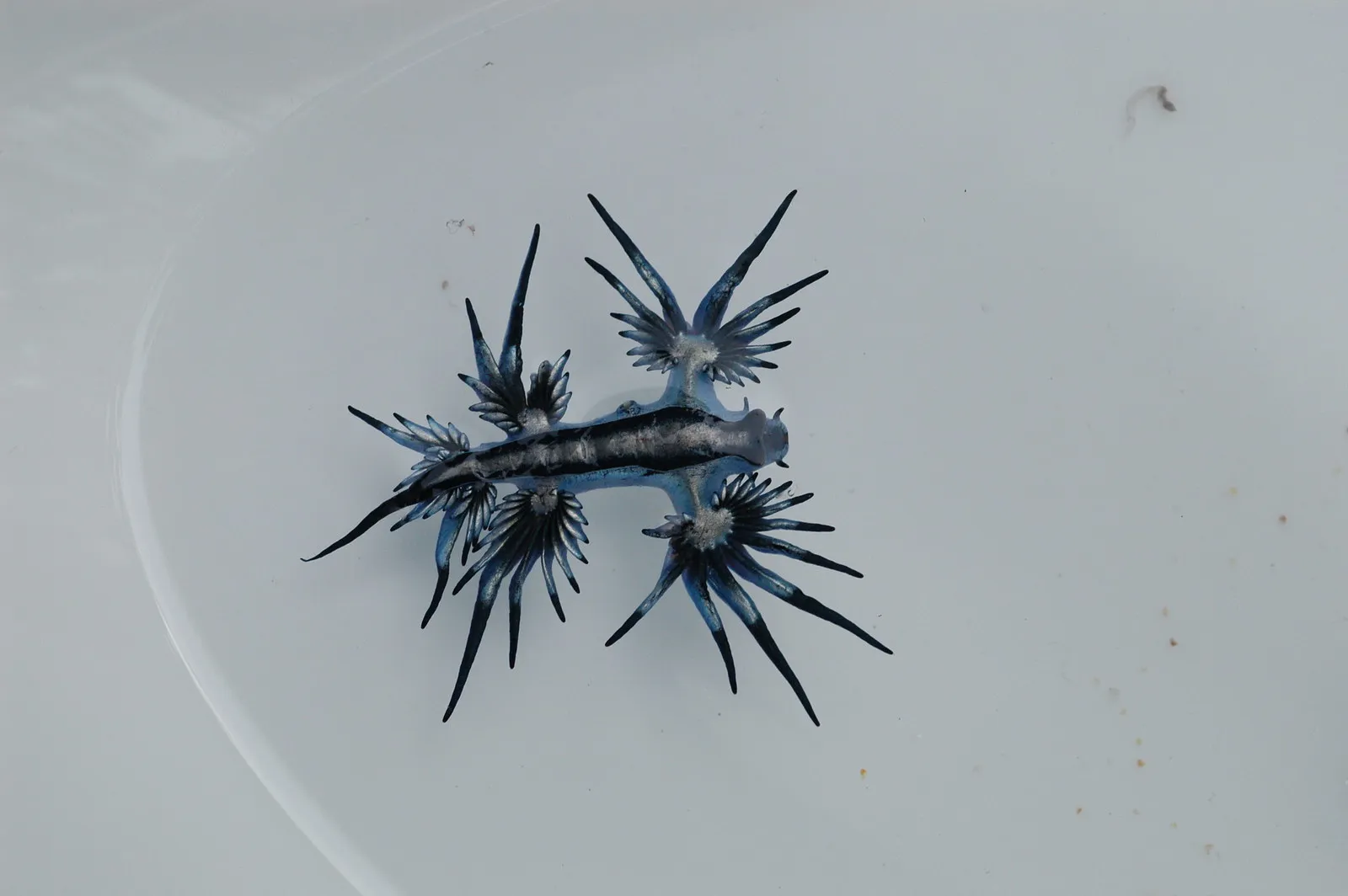Glaucus atlanticus, le fantastique dragon bleu des océans glaucus atlanticus le fantastique dragon bleu des oceans 6 glaucus-atlanticus-le-fantastique-dragon-bleu-des-oceans-6