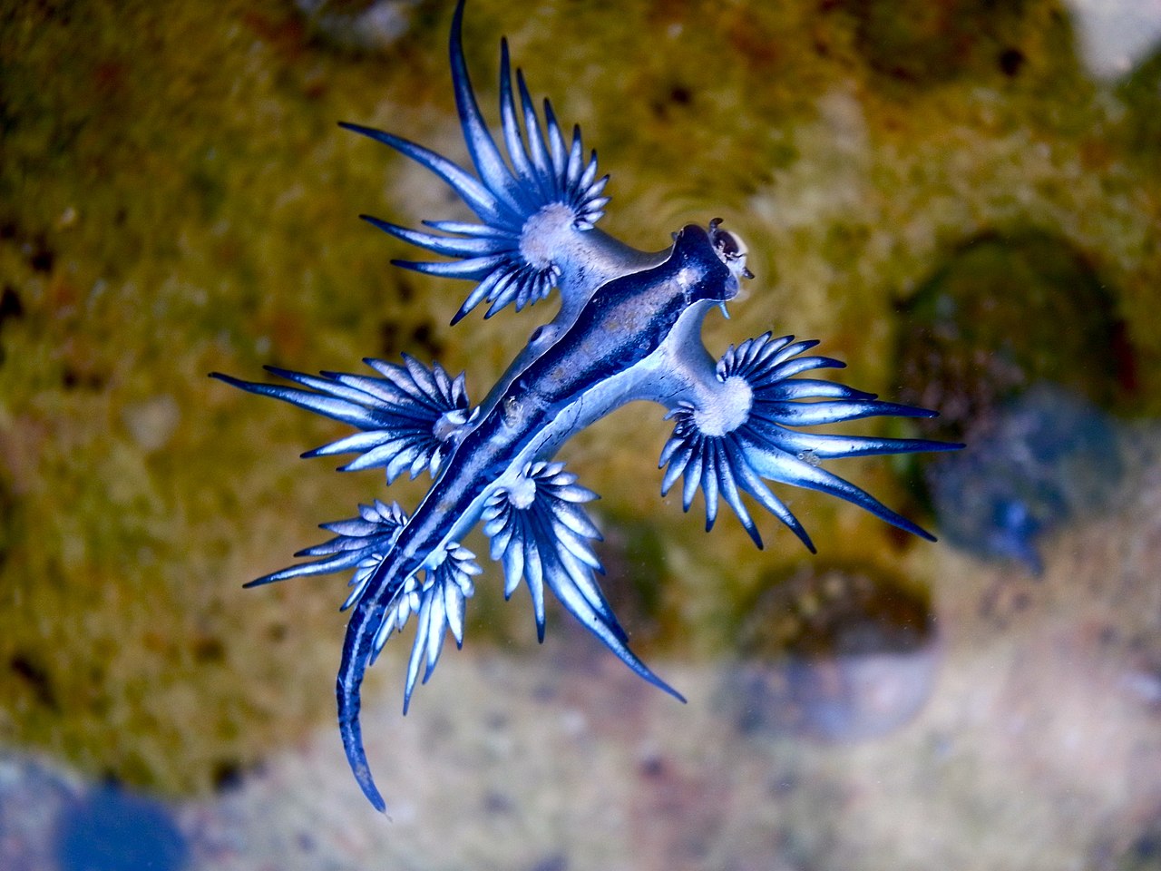 Glaucus atlanticus, le fantastique dragon bleu des océans glaucus atlanticus le fantastique dragon bleu des oceans glaucus-atlanticus-le-fantastique-dragon-bleu-des-oceans