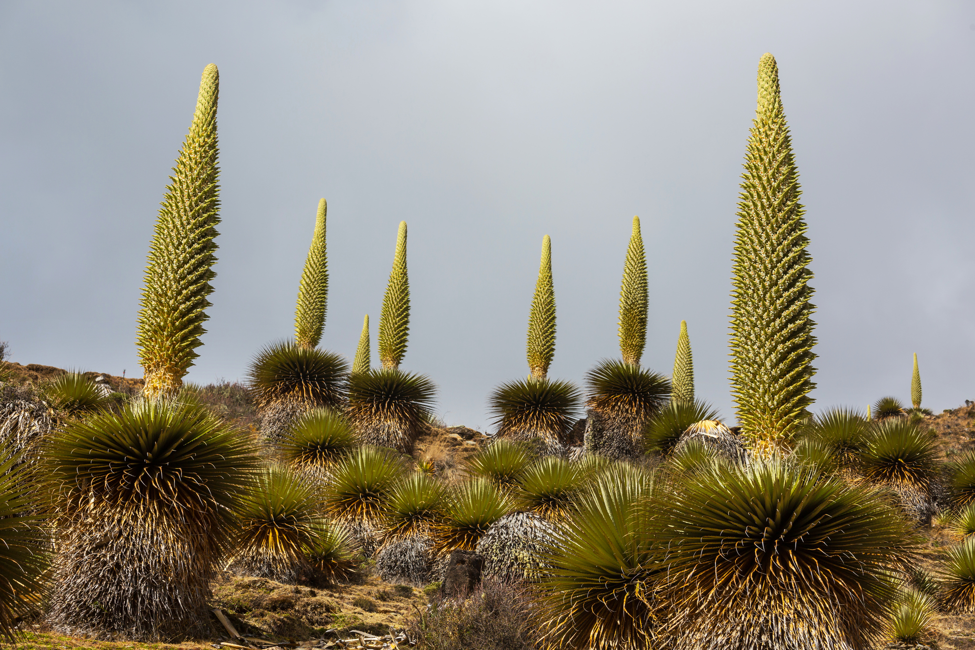 La puya de Raimondi : la fleur géante des Andes qui ne fleurit qu’une fois la puya de raimondi titanka fleur reine des andes 1 la-puya-de-raimondi-titanka-fleur-reine-des-andes-1