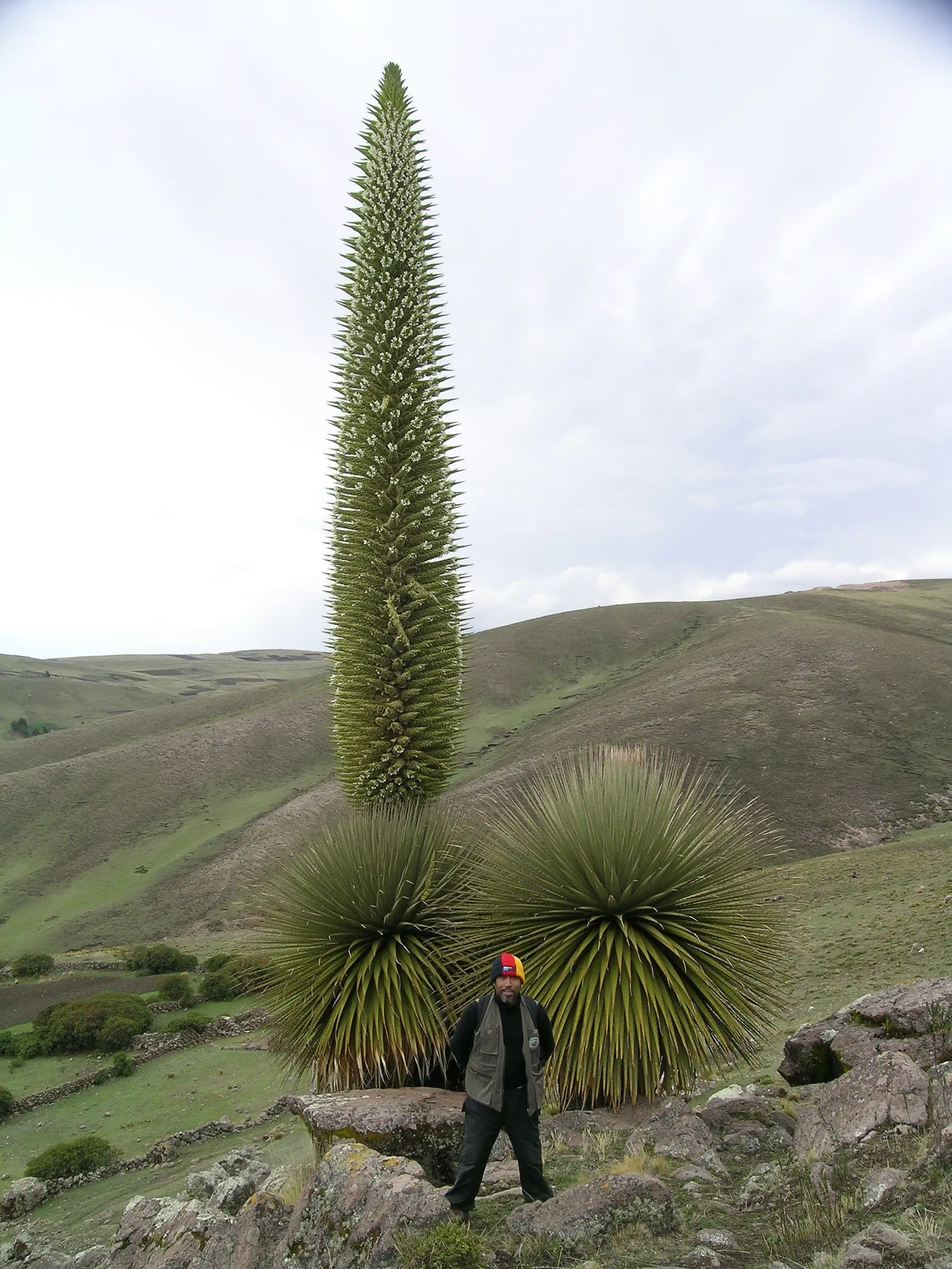 La puya de Raimondi : la fleur géante des Andes qui ne fleurit qu’une fois la puya de raimondi titanka fleur reine des andes 2 la-puya-de-raimondi-titanka-fleur-reine-des-andes-2