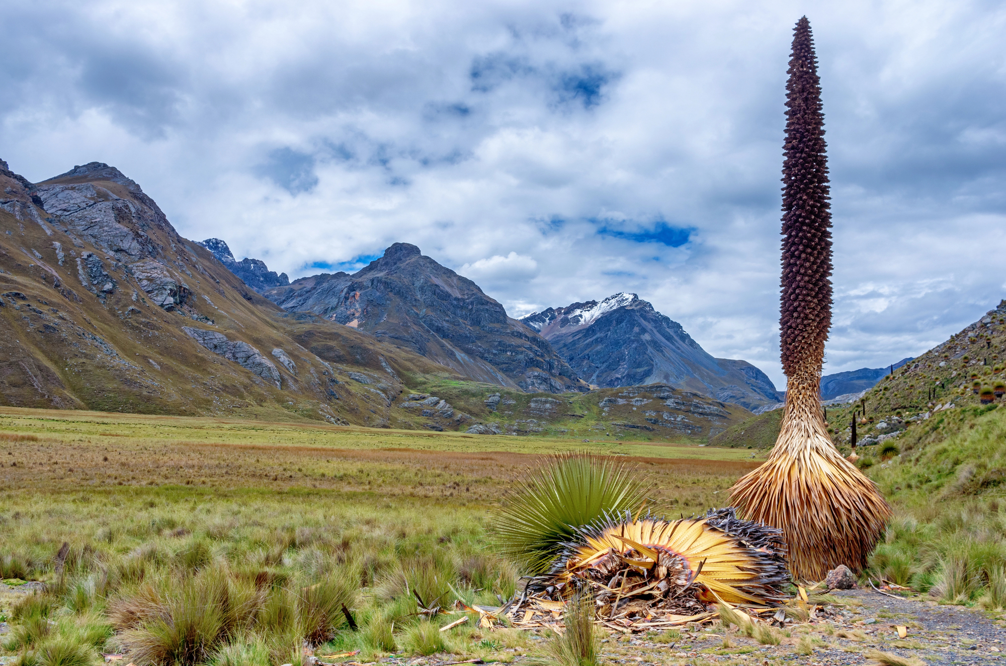 La puya de Raimondi : la fleur géante des Andes qui ne fleurit qu’une fois la puya de raimondi titanka fleur reine des andes 4 la-puya-de-raimondi-titanka-fleur-reine-des-andes-4